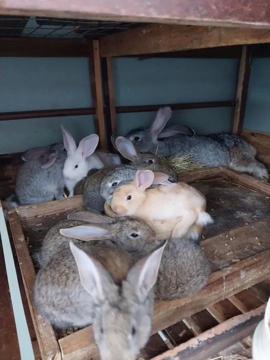 Coelho Gigante de Flandres - FILHOTES(últimas unidades) - Foto 3