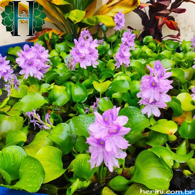 Aguapé (10 mudas) - Foto 2