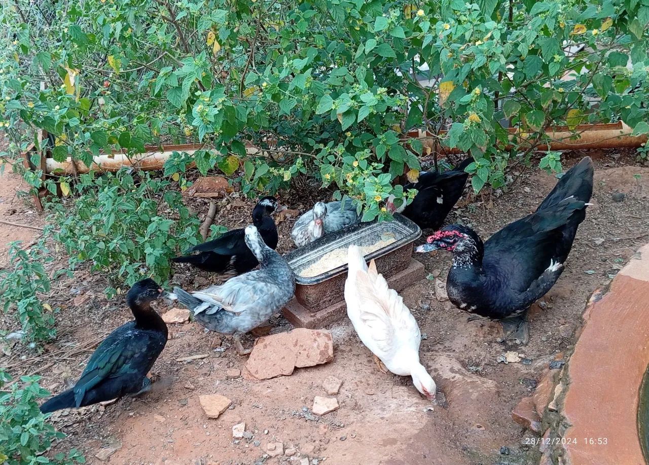 Patos Indios - Raros e Lindos - Foto 5