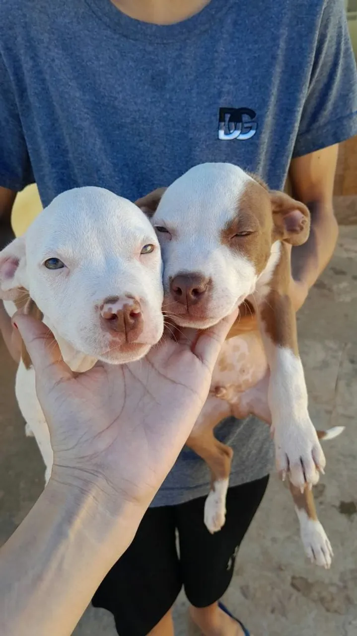 Filhotes de Pitbull à venda