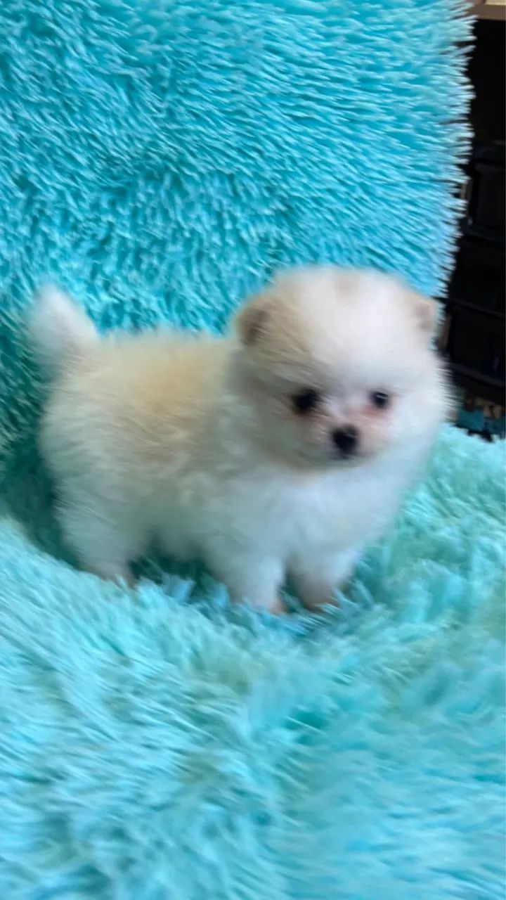 :} Lulu da Pomerania anão :}