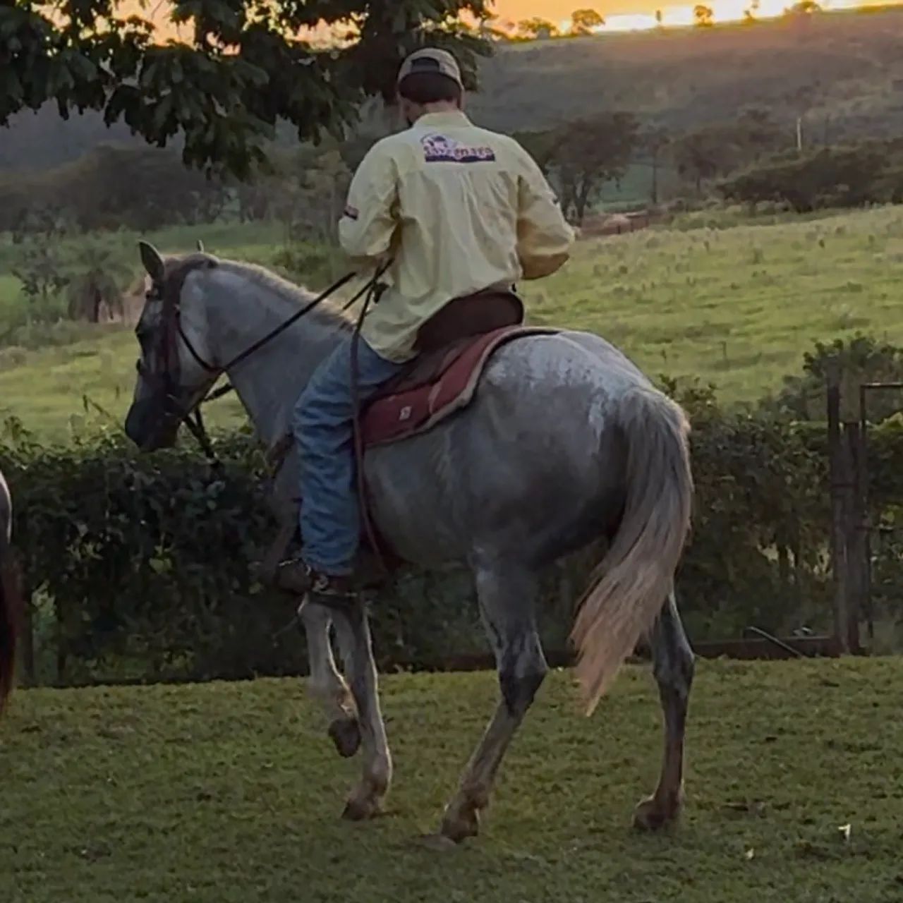 Cavalo Quarto de Milha  - Foto 3