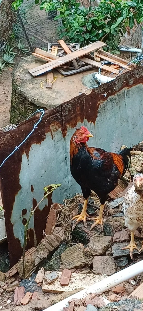 Galo de Raça Ideal para Criação