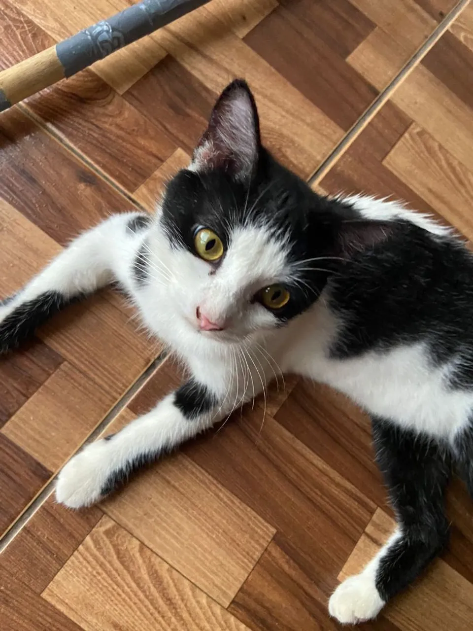 Gato adorável para adoção!