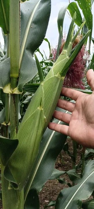 Milho verde para venda - Foto 2