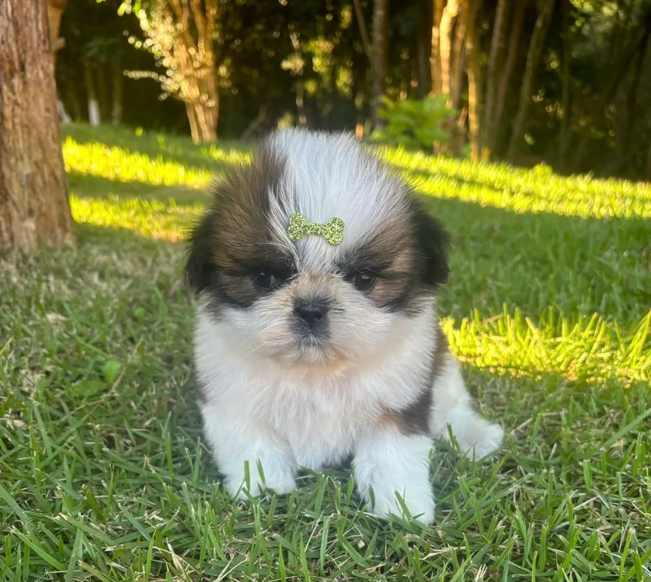 Vendo Macho de Shitzu Mini