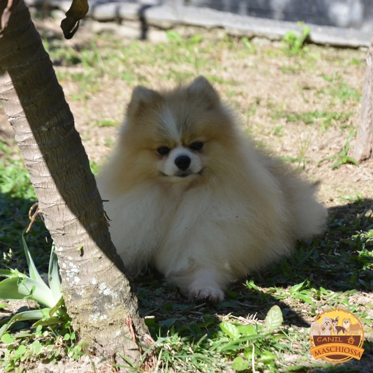 Padreador de Spitz. Pequeno. CBKC.