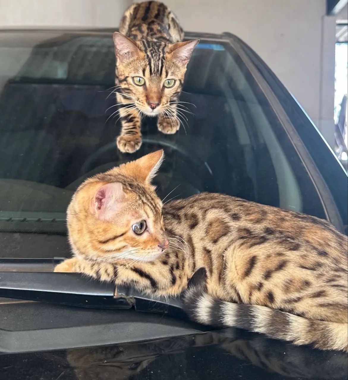 ? Filhotes de Gato Bengal Disponíveis! ?