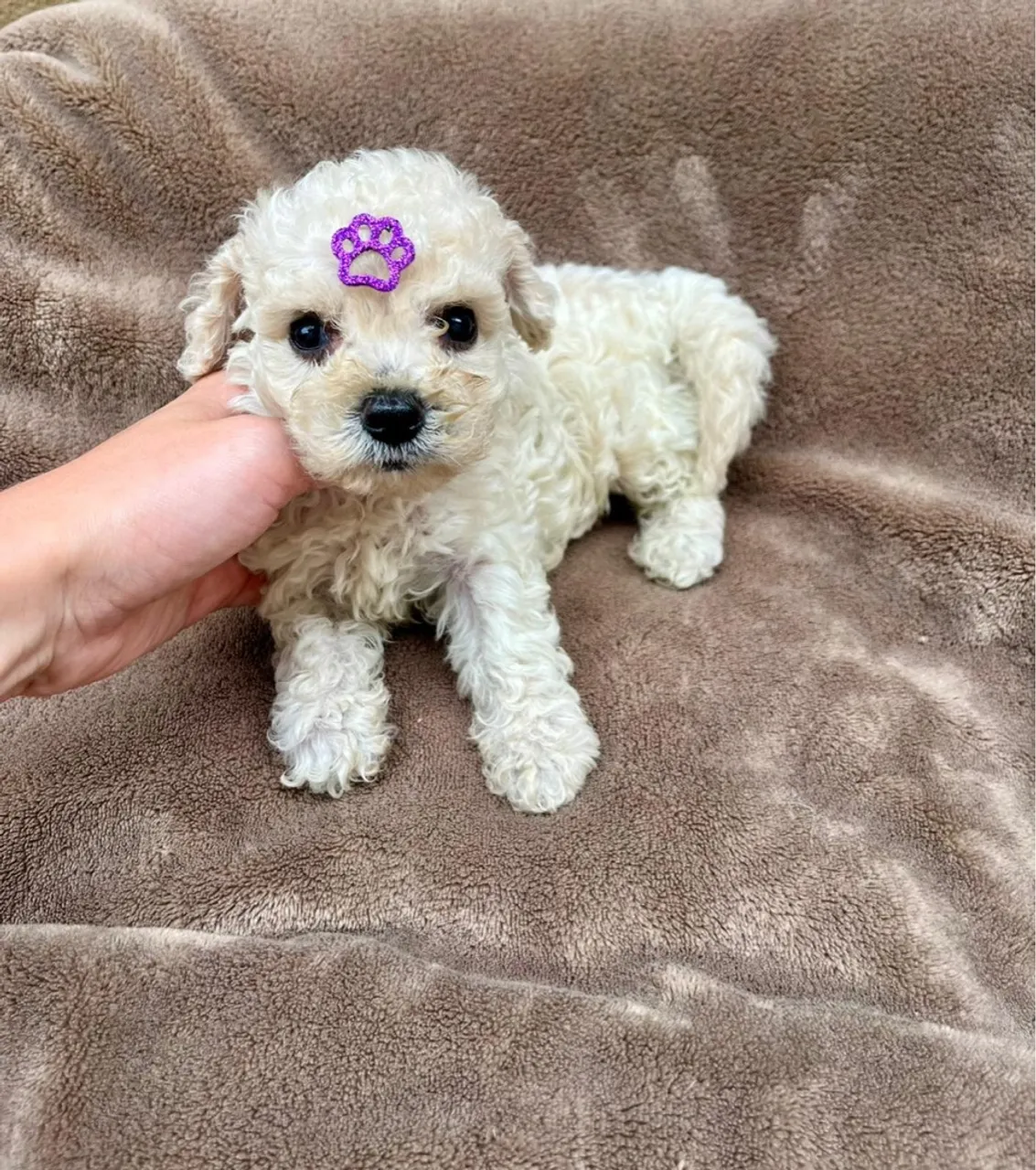 Poodle Mini