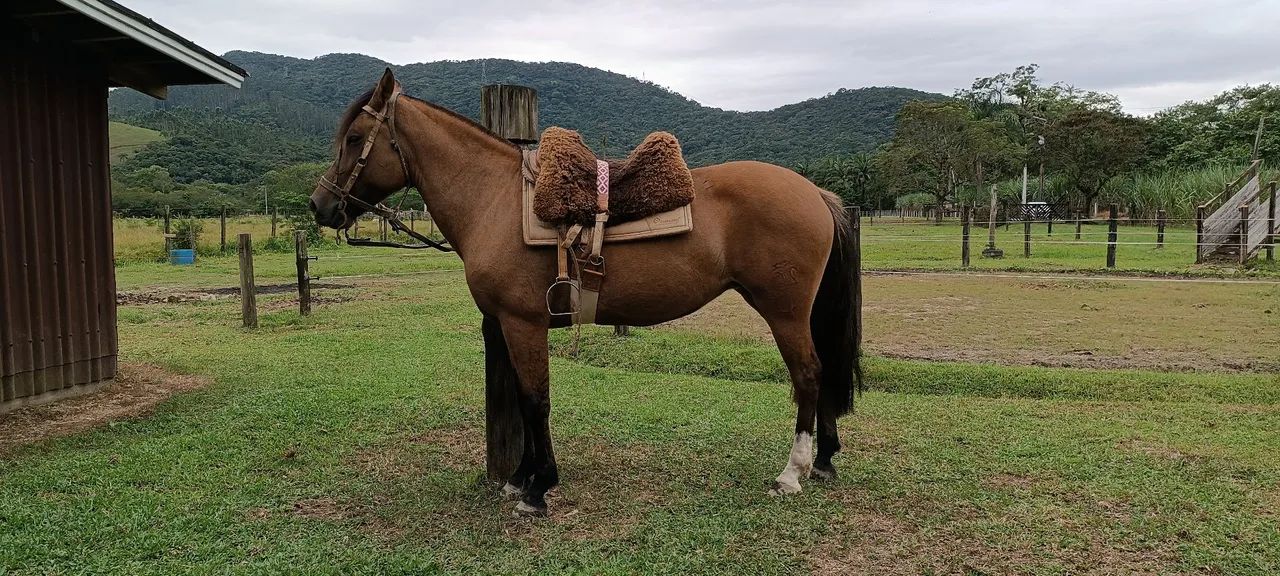 Égua Crioula - Foto 4