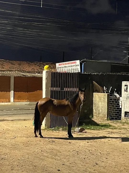 Besta mansa - Foto 4