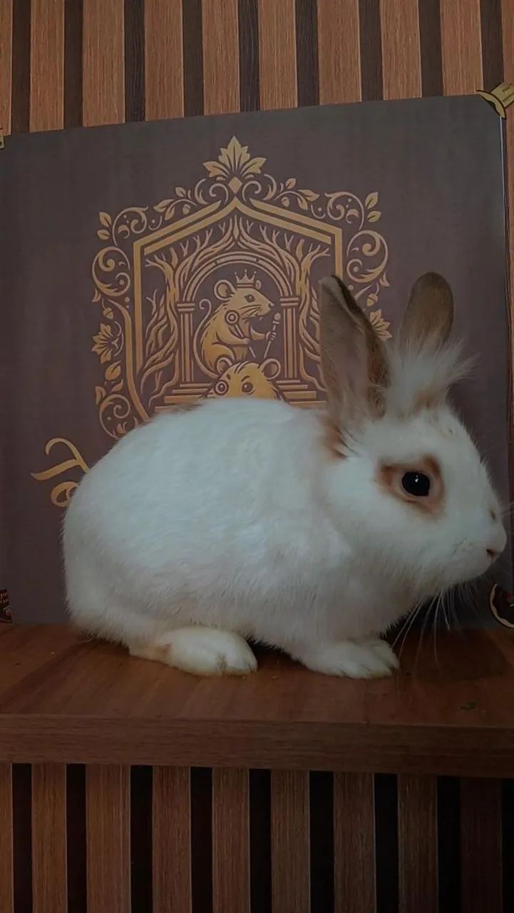 COELHO MINI LION MACHO