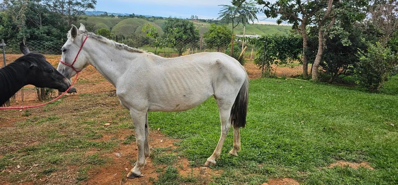 ÉGUA MANGALARGA  - Foto 3