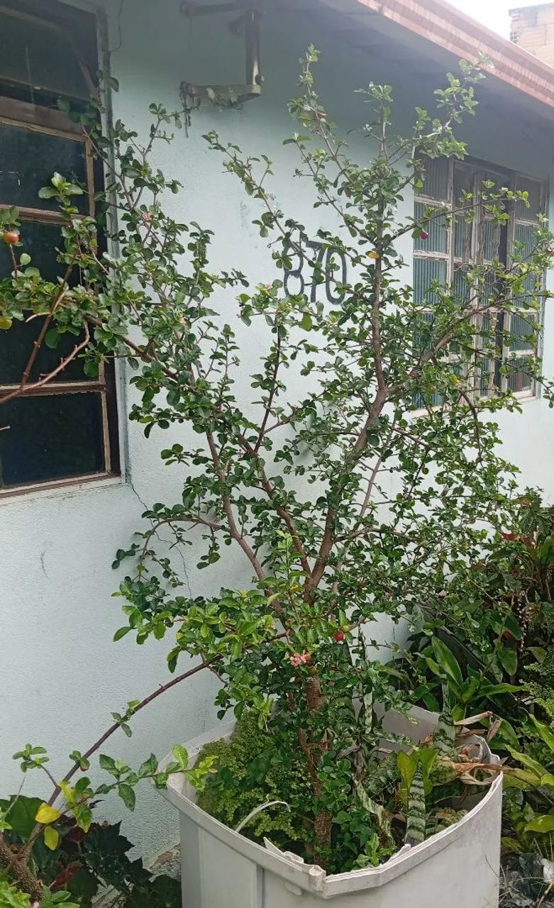 Muda de acerola produzindo.