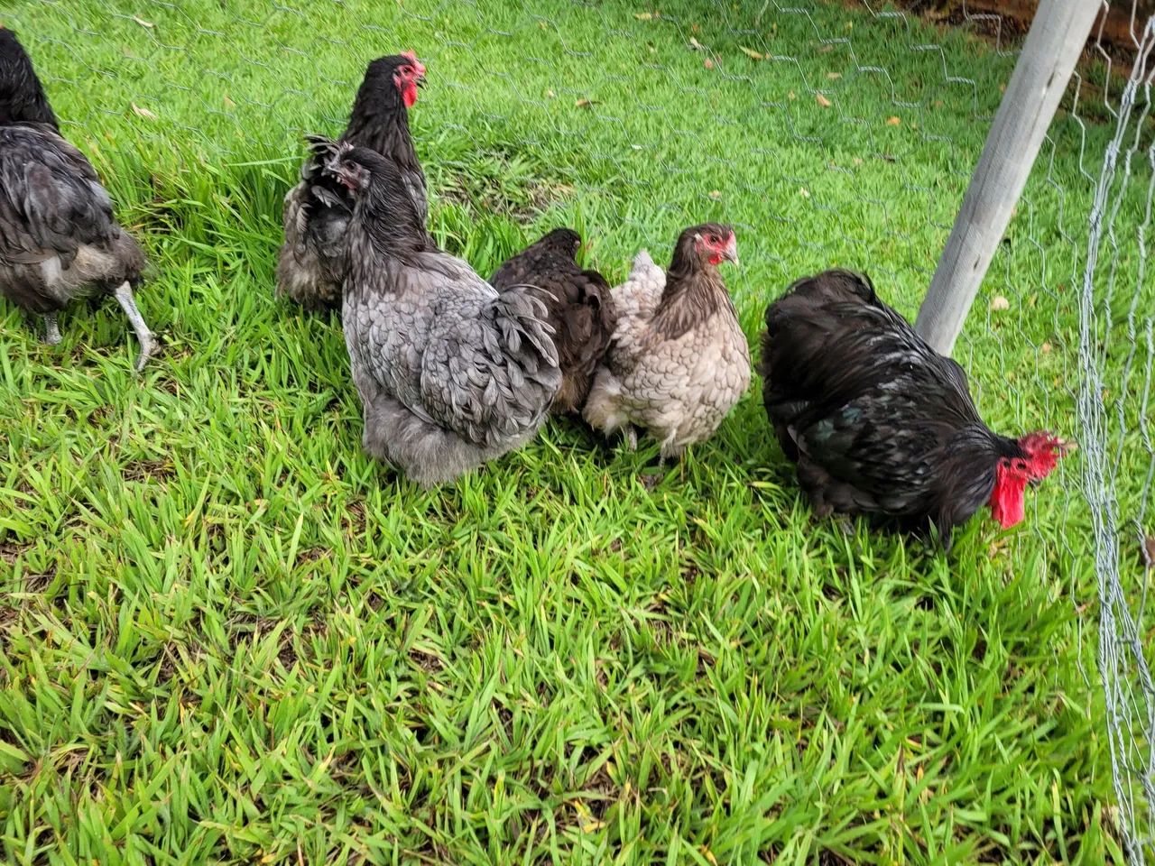 Galinhas Caipiras - Criatório JF - Foto 4