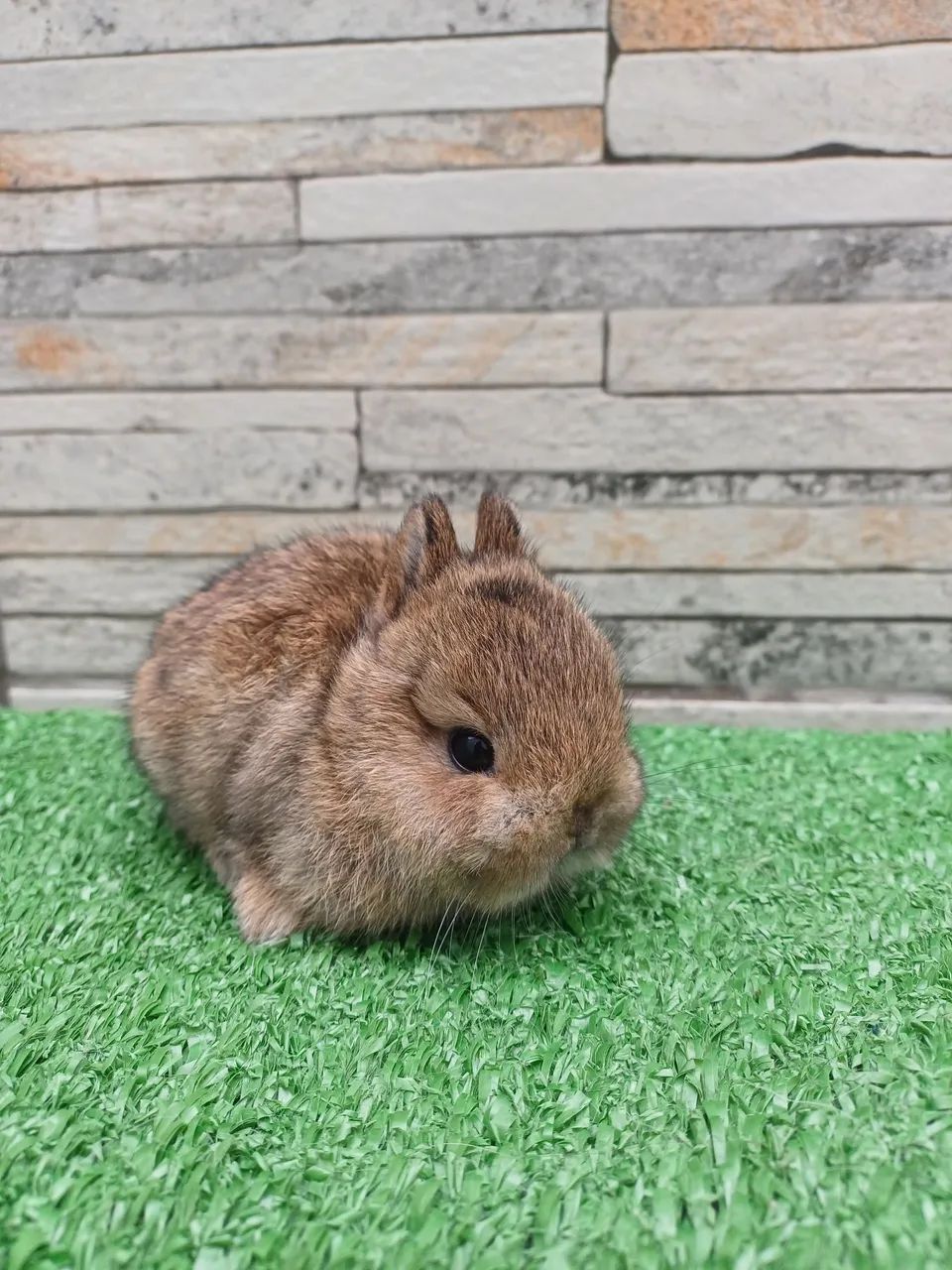 Coelho anão Raça Netherland Dwarf  - Foto 2