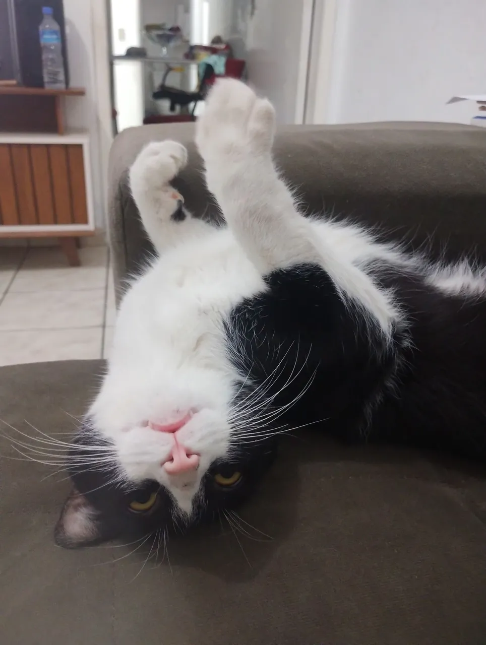 Gatinho fofo e tranquilo para adoção!