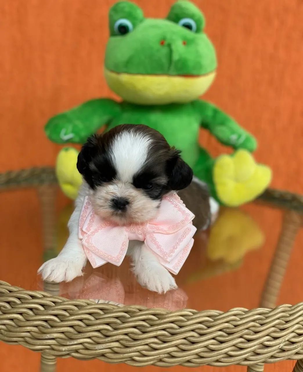 Shih Tzu para reserva  - Foto 2