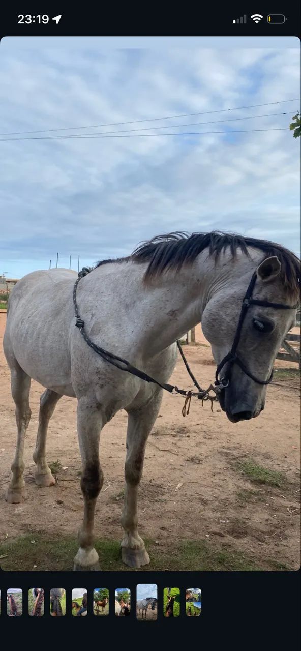 Cavalo quarto de Milha - Foto 3