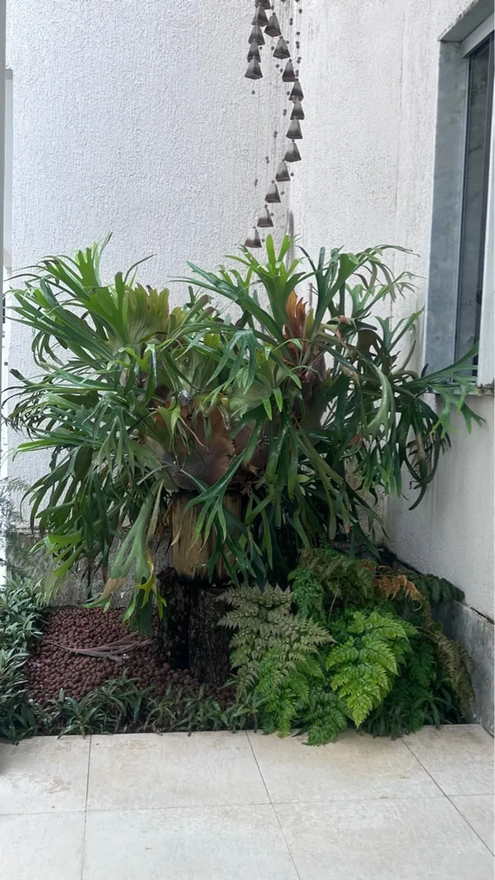 Planta Chifre de veado