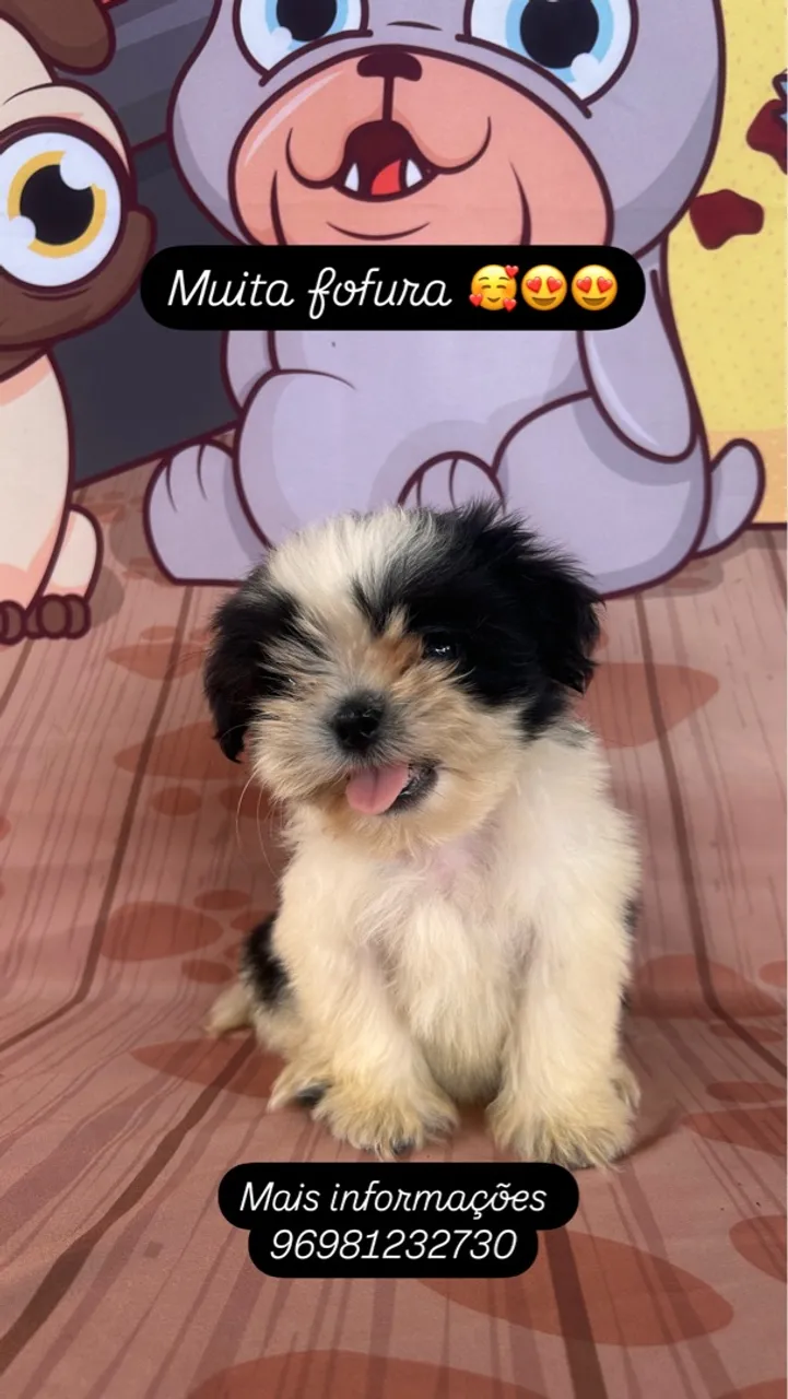 Filhote de Shih Tzu