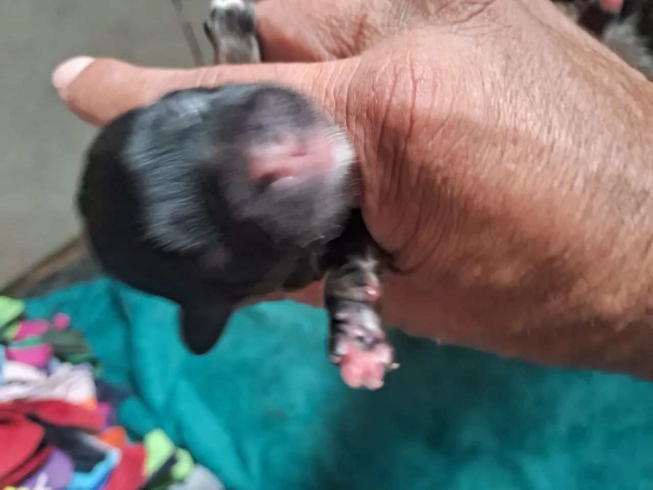 Filhotes de shih tzu - Foto 2