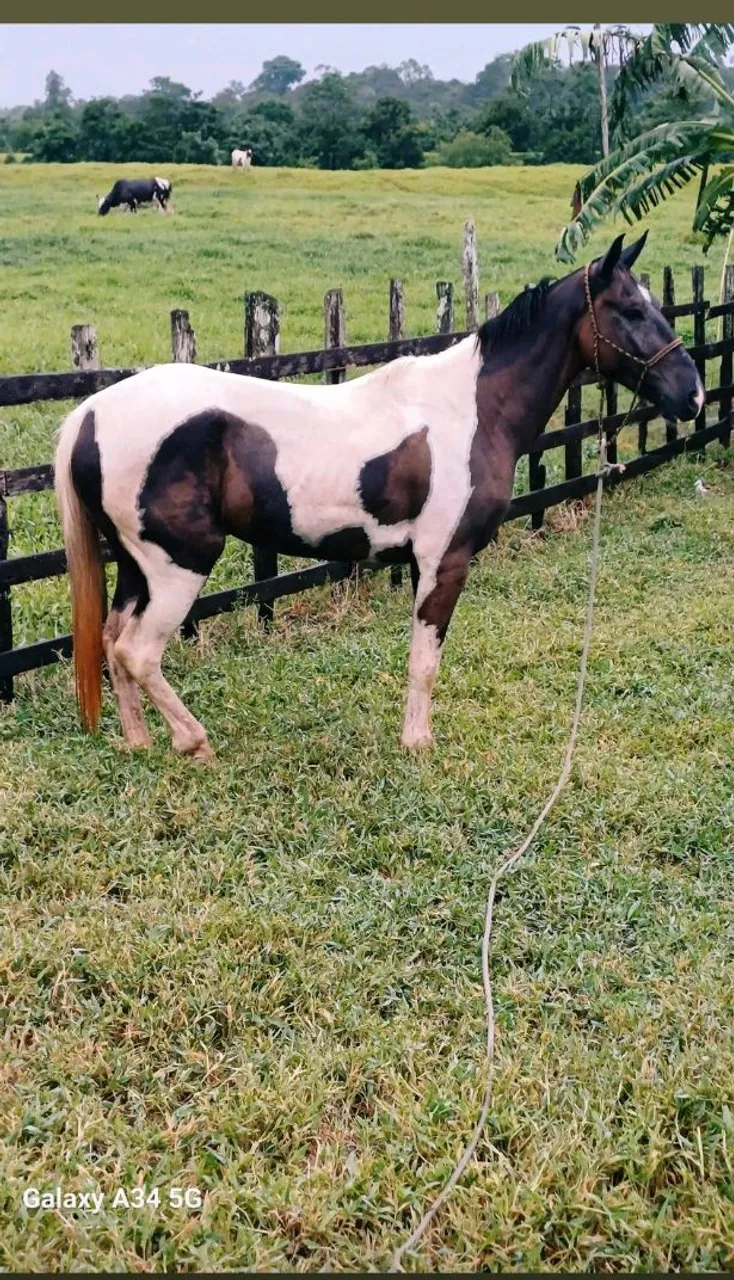 Cavalo Pampa