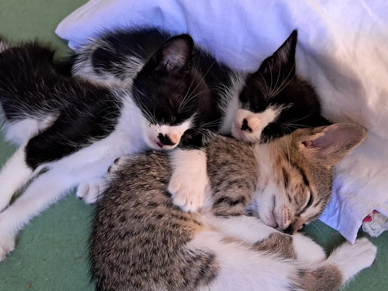 Gatinhos para doação