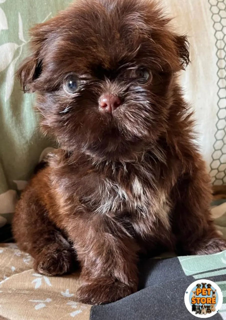 Brown Shih Shih Tzu Liver Line Price Newborn Liver Shih Tzu Shih