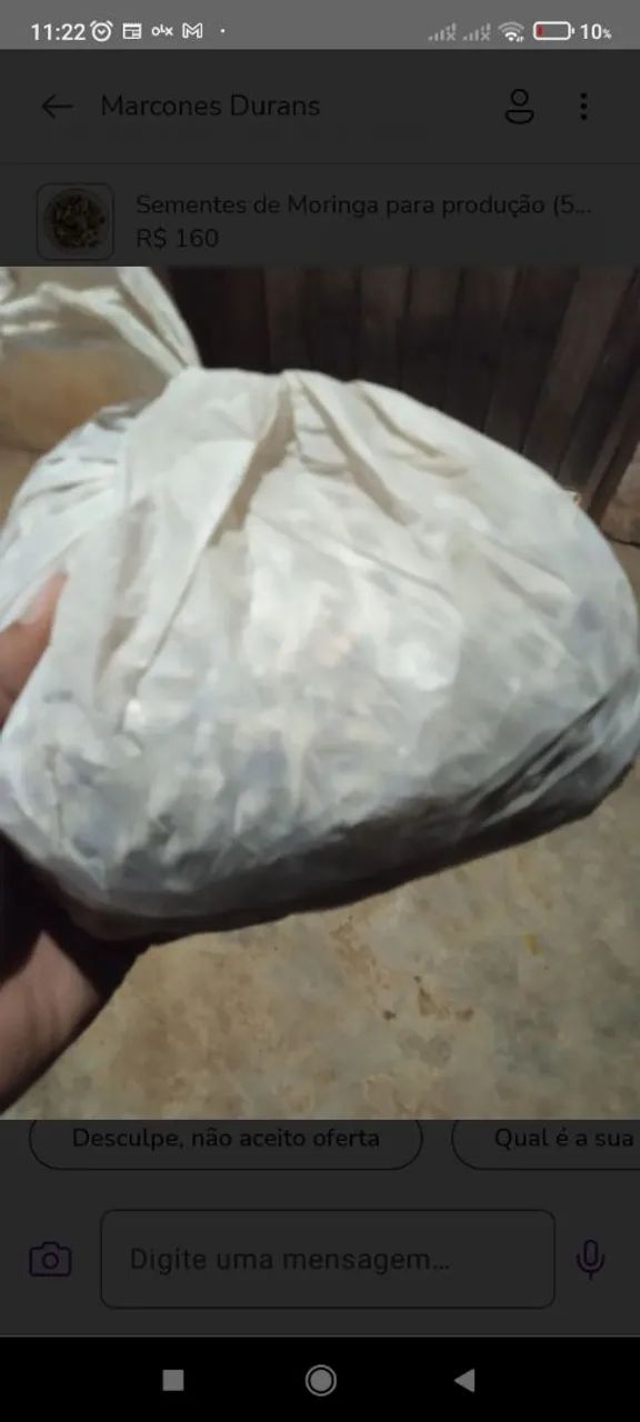 Sementes de Moringa para produção (500 unidades) - Foto 2