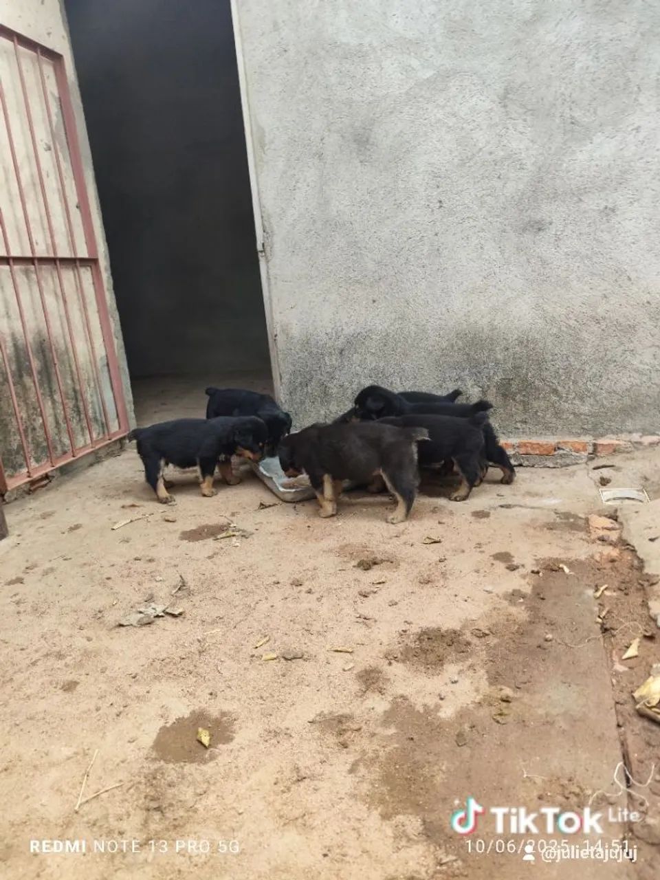 Filhotes Rottweiler - Disponíveis para adoção - Foto 3