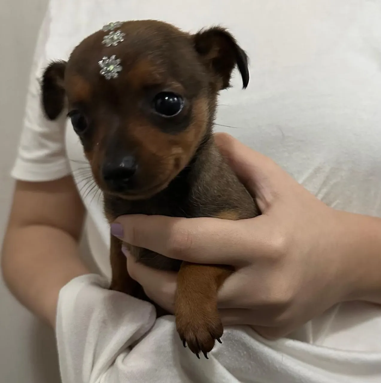 Filhote de Pinscher