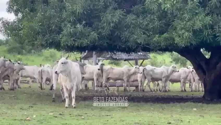 Imóvel para venda possui 17230400 metros quadrados em Rural - Paranã - TO