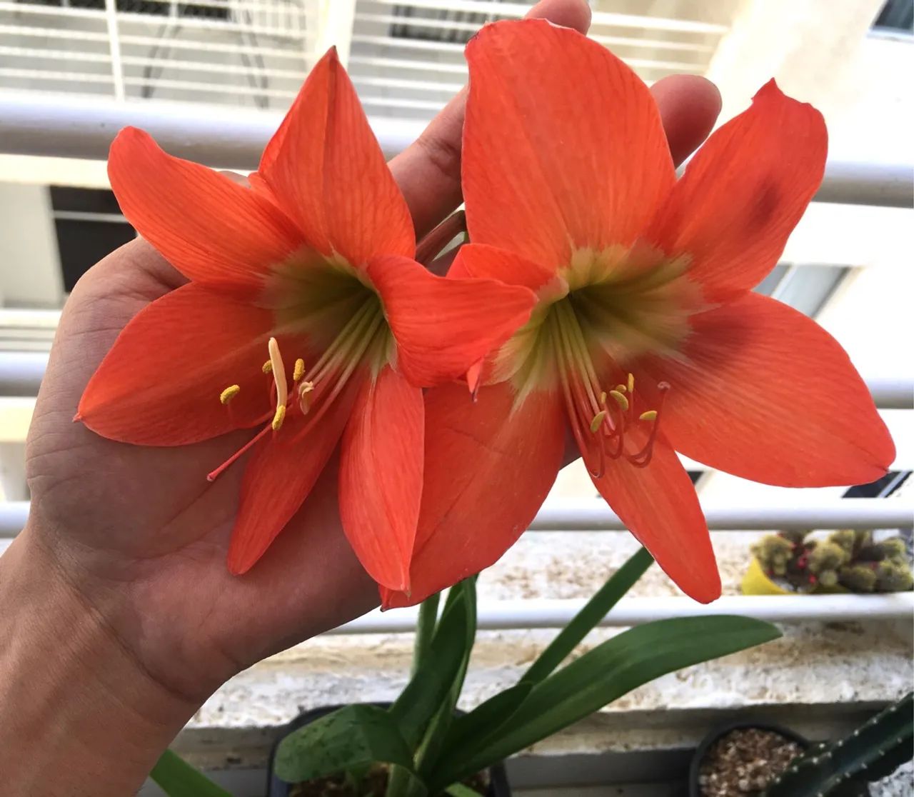 Amarílis Lírio-de-barbados - Foto 2