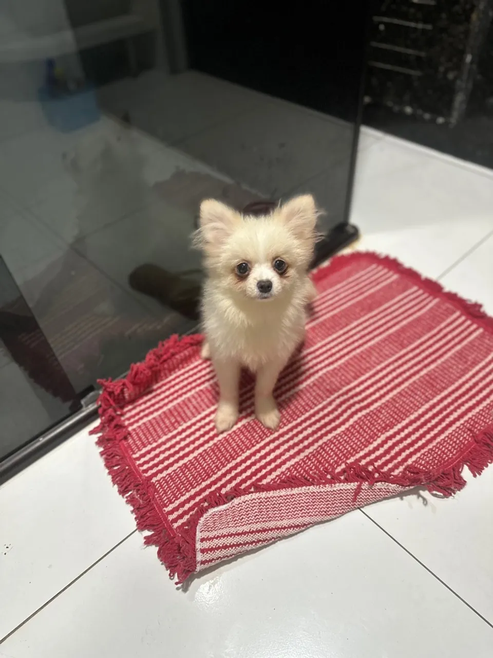 Lulu Pomerania macho 5 meses