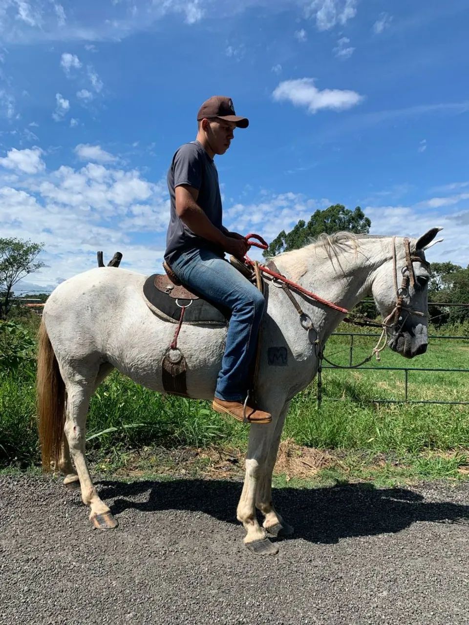 Cavalo para Agropecuária - Foto 2