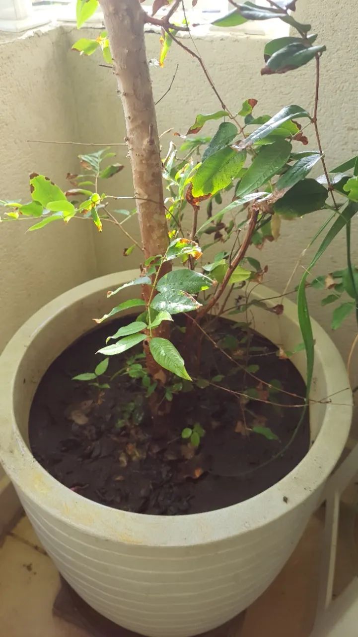 Frutífera JABUTICABEIRA - Foto 4