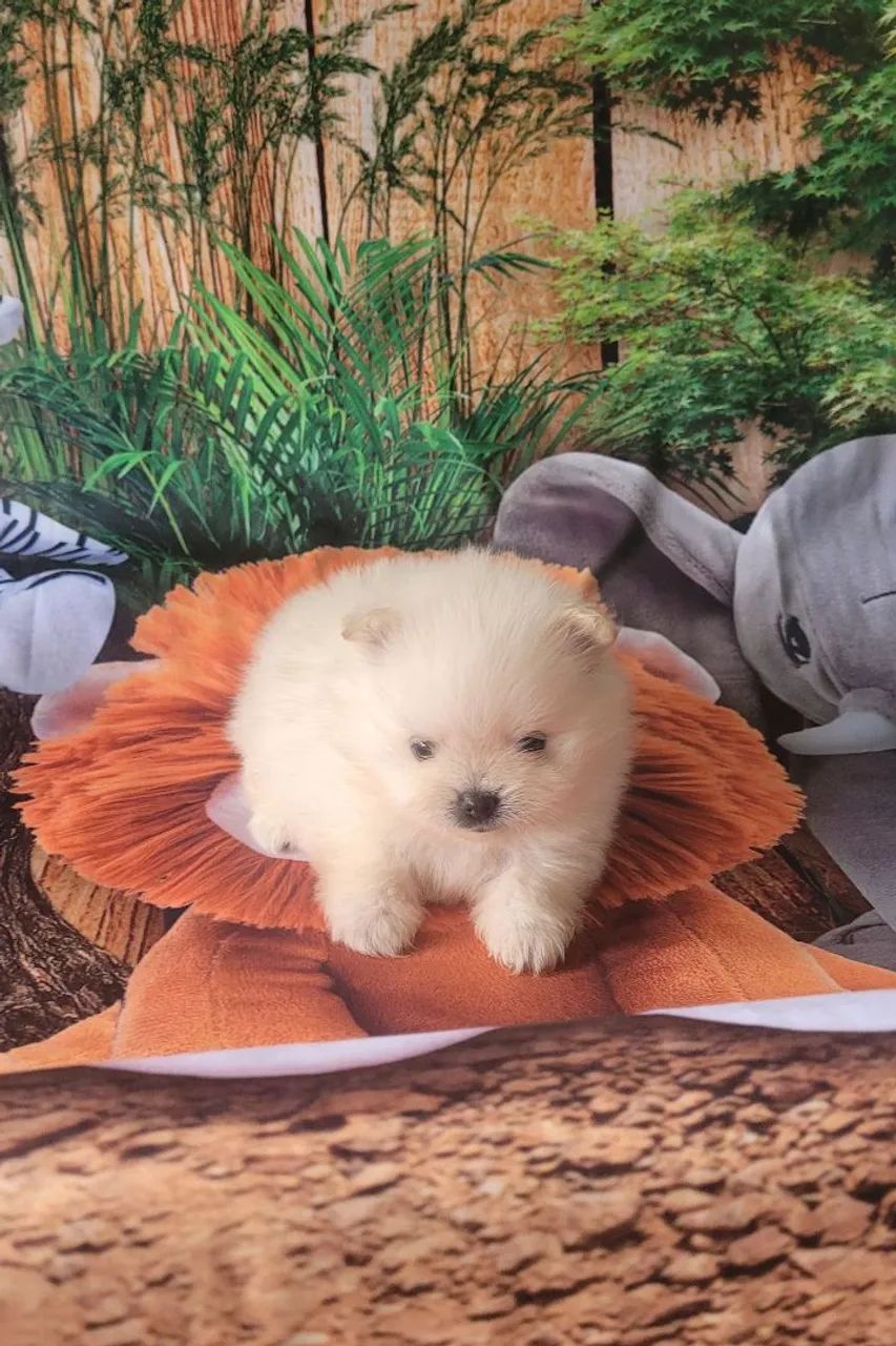 Lulu da pomerânia anão macho particolor  - Foto 5
