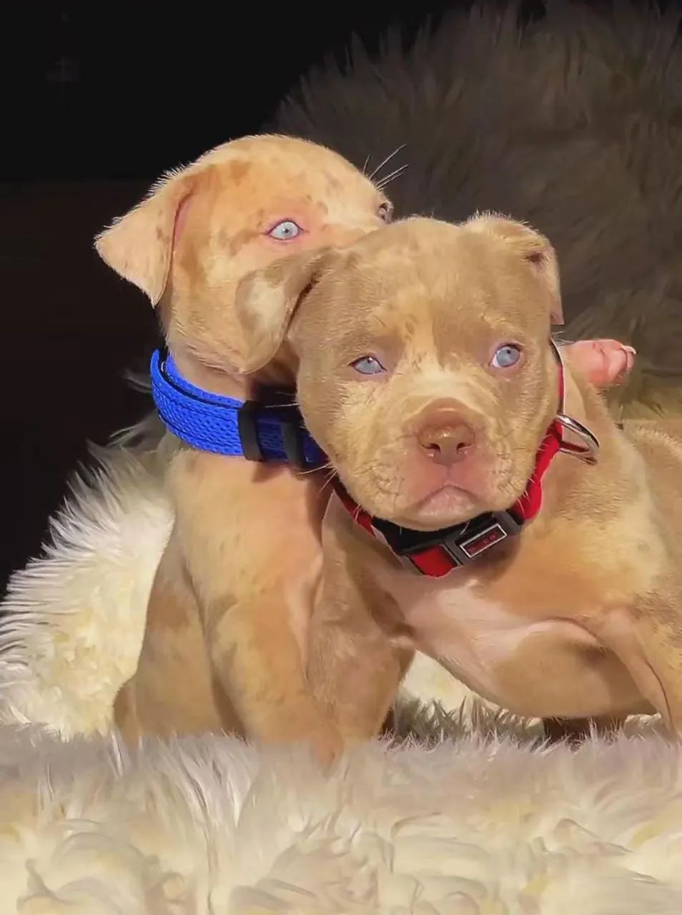 Vendo Filhotes Pit Bull  - Foto 5