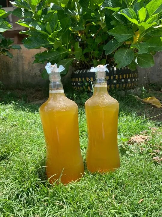 Mel de Abelha Uruçu - Produção Própria - Foto 3