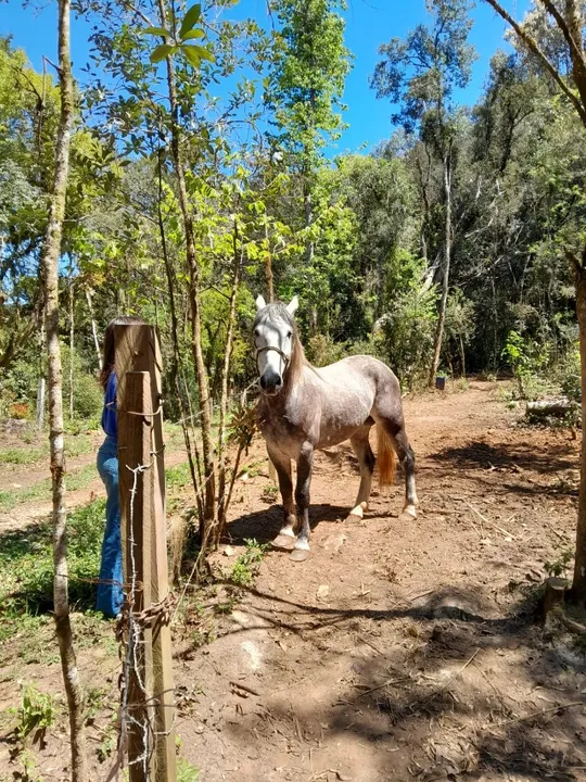Cavalo Crioulo Baguá