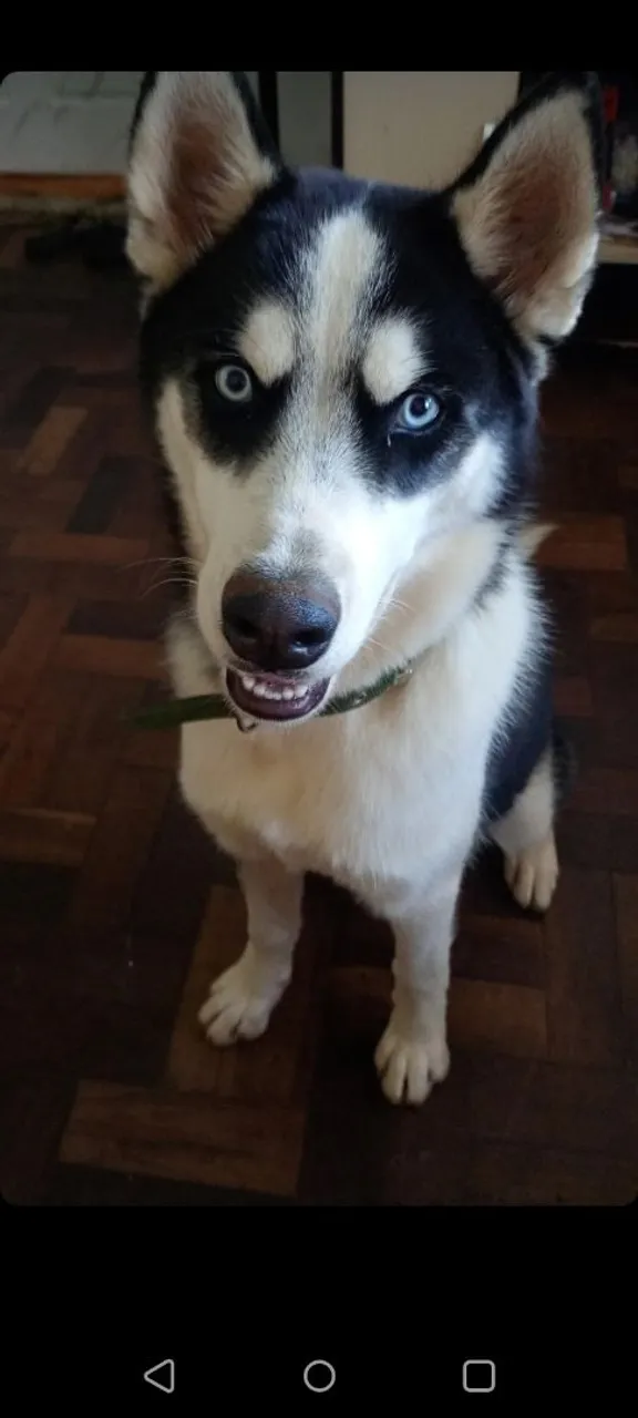 Husky Siberiano 7 meses
