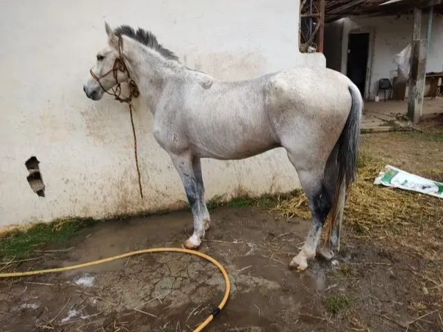 vendo cavalo manga largo minieiro marchador - Foto 2