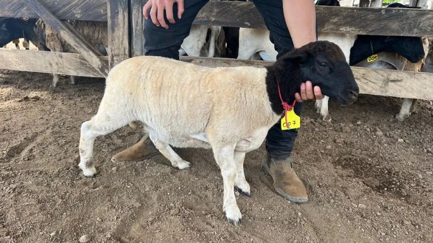 Ovelhas Dorper 7 Meses P.O. Prontas para Seu Rebanho Excelente Genética