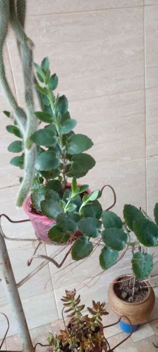 Estou vendendo vários vasos e suporte plantas  - Foto 4