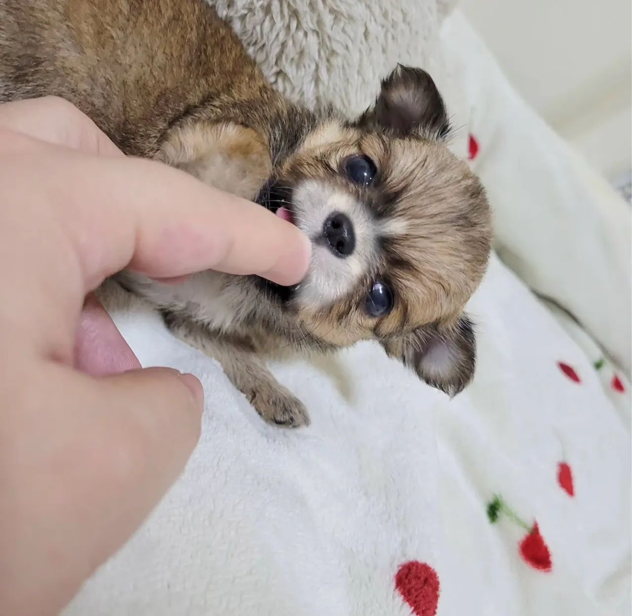 Chihuahua mini Pelo longo Cabecinha de maçã até 12x - Foto 2