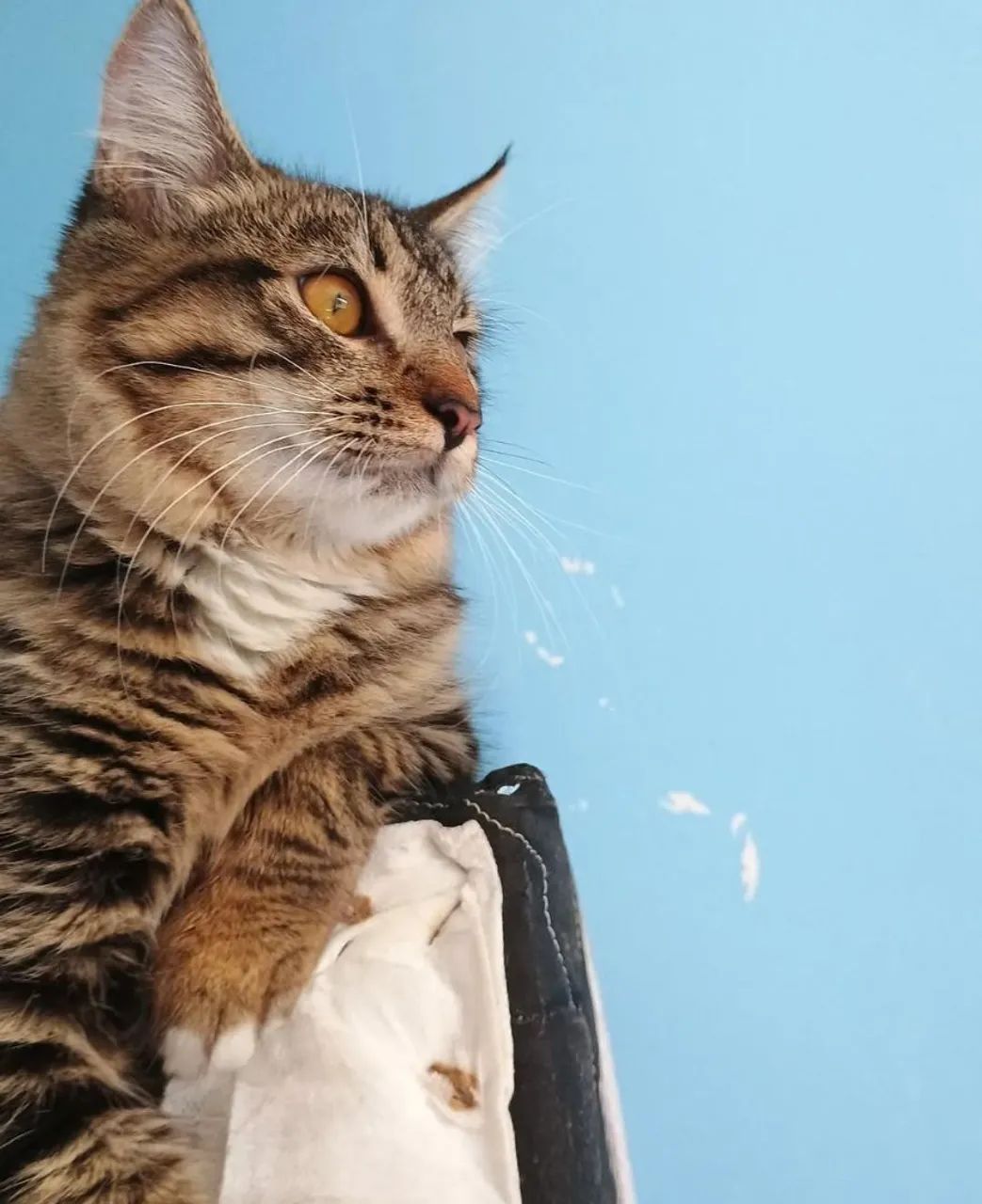 Gata castrado para doação  - Foto 3