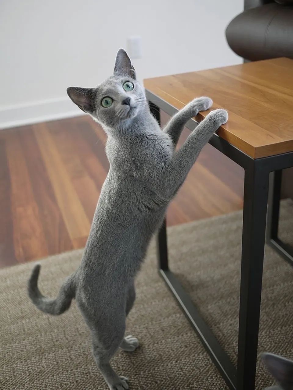 Gato Russian Blue - Beleza Sofisticada e Personalidade Calma! - Foto 3