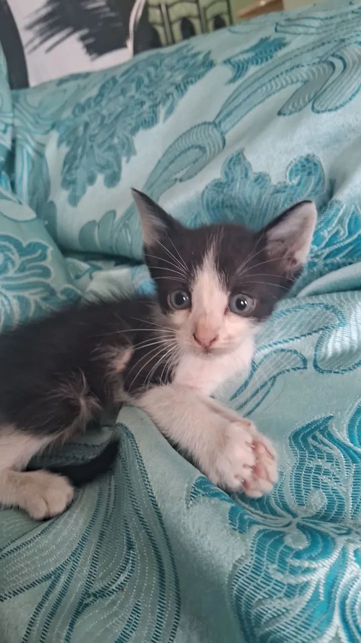 gatinhos filhotes para adoção - Foto 4