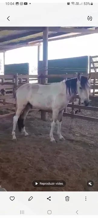 Potro Mangalarga Marchador - Foto 3